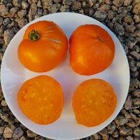 Poltavskaja Galushka